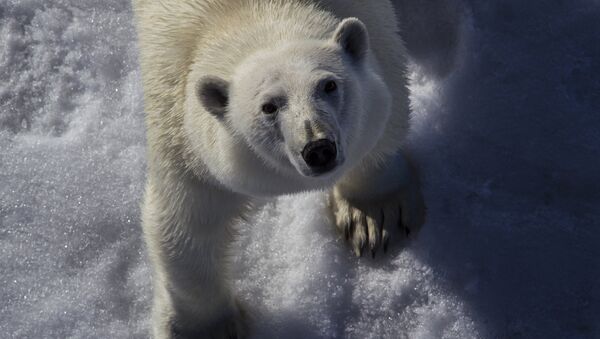 A polar bear - Sputnik International