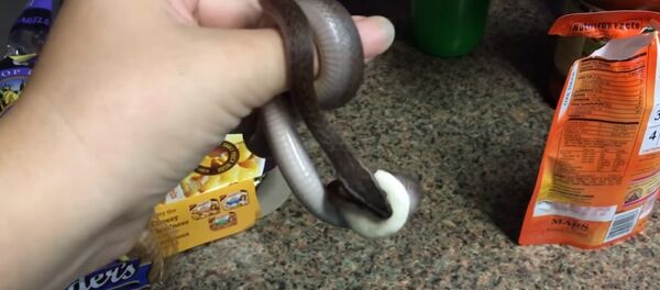 Donut the baby African house snake holding her toy donut Donut the baby African house snake holding her toy donut - Sputnik International