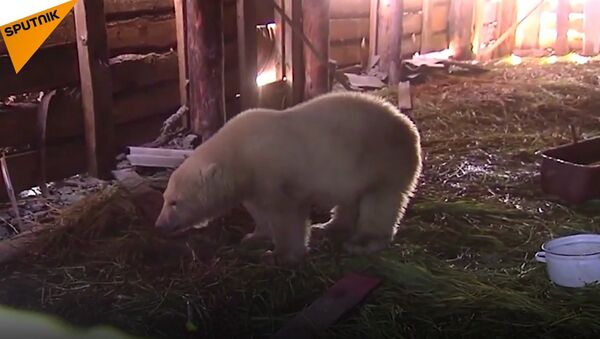 Mod Russia Saves a Little Bear in the Arctic - Sputnik International