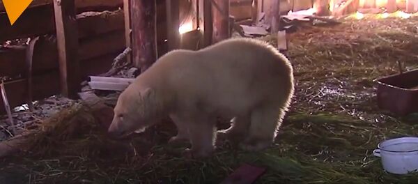 Mod Russia Saves a Little Bear in the Arctic Mod Russia Saves a Little Bear in the Arctic - Sputnik International