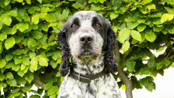 Billie the cocker spaniel helps the Police in Derbyshire sniff out the sex offenders. - Sputnik International