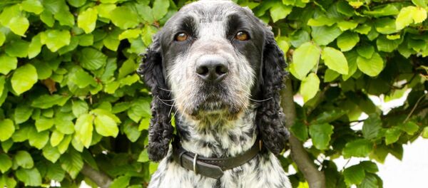 Billie the cocker spaniel helps the Police in Derbyshire sniff out the sex offenders. Billie the cocker spaniel helps the Police in Derbyshire sniff out the sex offenders. - Sputnik International