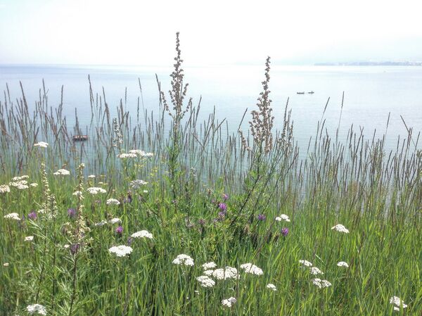 At the Lake Baikal At the Lake Baikal - Sputnik International