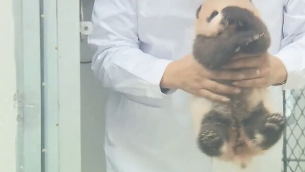 Two-month-old Giant Panda Cub Makes Public Debut in Shanghai - Sputnik International