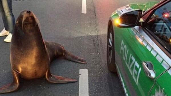 Sea Lion Charly Takes a 'Morning Walk' in German City of Coburg - Sputnik International