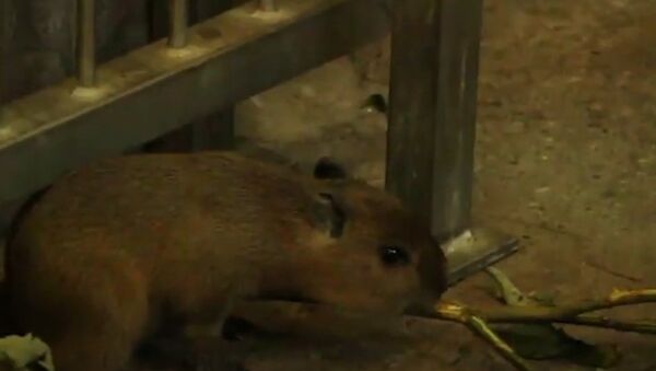 Cuteness Overload: Baby Capybaras Born in Kaliningrad Zoo - Sputnik International