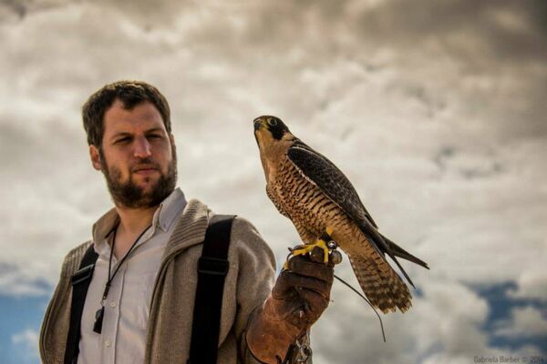 Manuel Maier and his falcon Manuel Maier and his falcon - Sputnik International