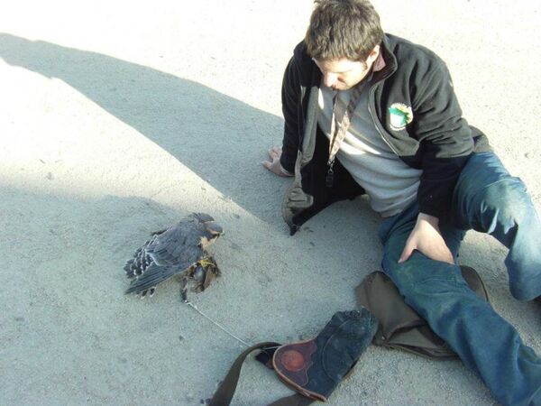 Manuel Maier and his falcon Manuel Maier and his falcon - Sputnik International