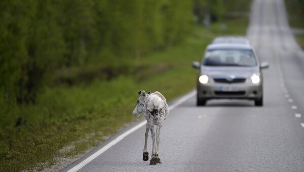 Reindeer walks on the road at Ranua, Finland (File) - Sputnik International