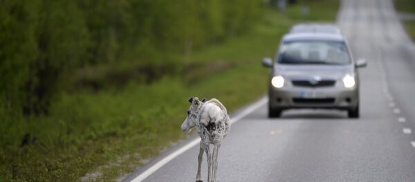 Reindeer walks on the road at Ranua, Finland (File) Reindeer walks on the road at Ranua, Finland (File) - Sputnik International
