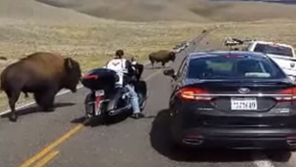 Yellowstone buffalo in rut, surrounds woman on motorcycle - Sputnik International