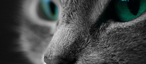 Cat Cat - Sputnik International