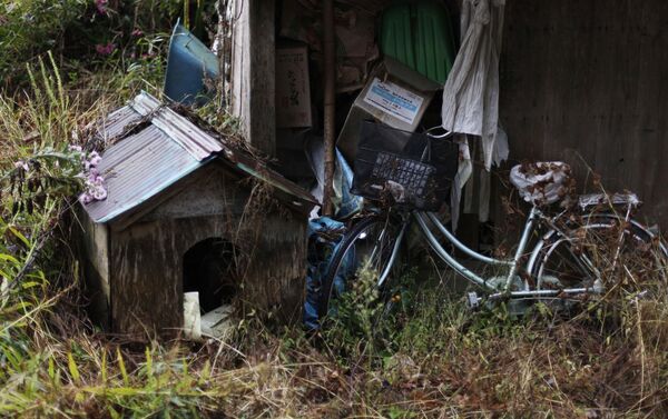A bicycle and doghouse sit amongst overgrown grass and weeds at an abandoned farm in Iitate, just outside the 20 kilometer exclusion zone around the Fukushima Daiichi nuclear plant. - Sputnik International