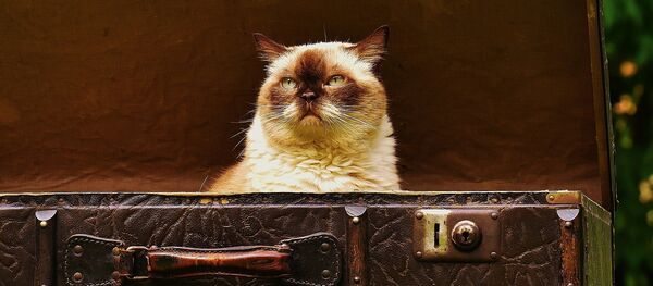 Cat Cat - Sputnik International