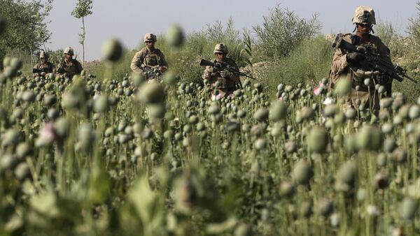 U.S. Marines, from the 24th Marine Expeditionary Unit, pass by a poppy field as they patrol near the town of Garmser in Helmand Province, Afghanistan (File) - Sputnik International