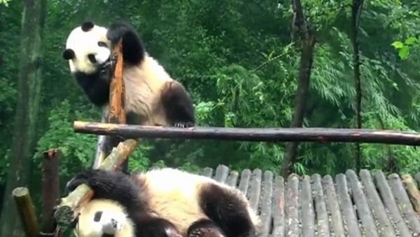 Panda ignores the weird dancing panda behind - Sputnik International