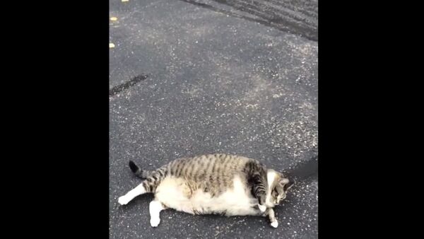 Fat cat attempts to roll over - Sputnik International