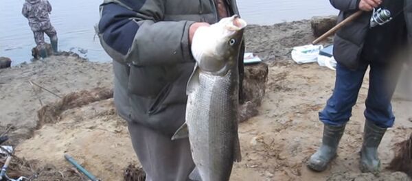 Sheefish Sheefish - Sputnik International