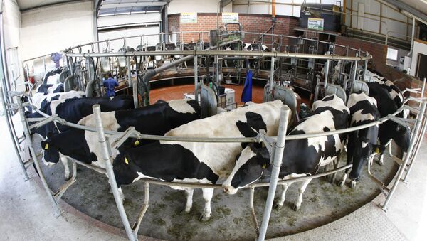 Cows stand in a milking roundabout on a farm in Berne, Lower Saxony. file photo - Sputnik International