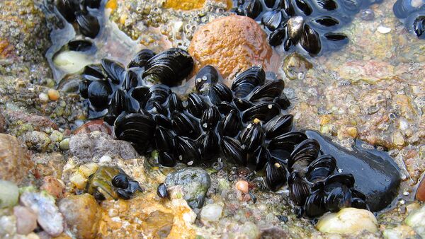Live blue mussels on a rocky substrate - Sputnik International