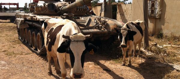 Cows standing next to a Syrian army tank in Dabaa, north of Qusayr, in Syria's central Homs province (File) - Sputnik International