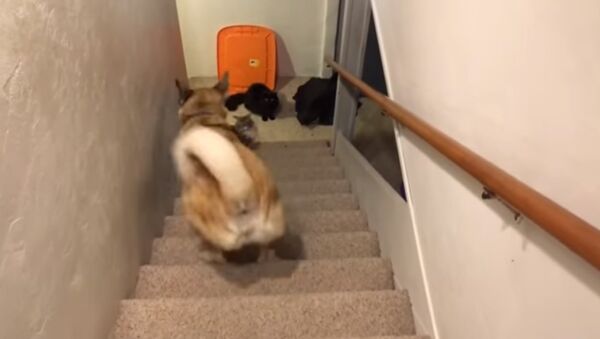 Dog goes up the stairs backwards - Sputnik International