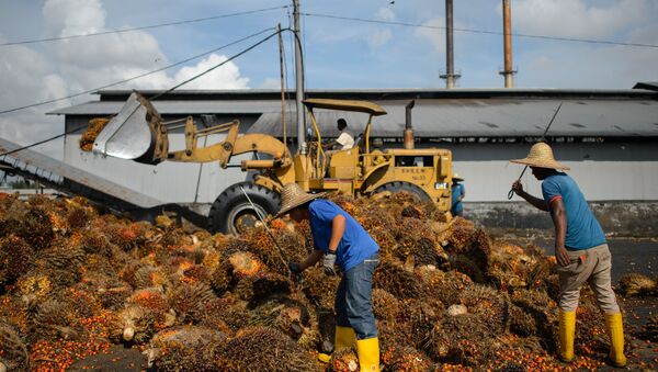 Workers inspect the quality of palm oil fruits at a factory in Sepang, outside Kuala Lumpur on November 20, 2014 - Sputnik International