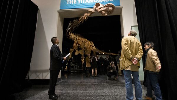 A replica of a 122-foot-long titanosaur on display at the American Museum of Natural History in New York. - Sputnik International