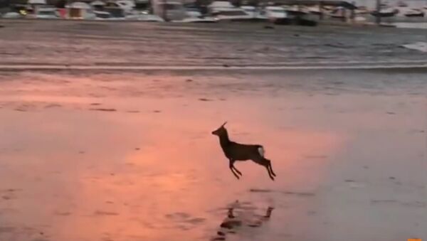 Deer Goes for a Morning Skip Across a Beach - Sputnik International
