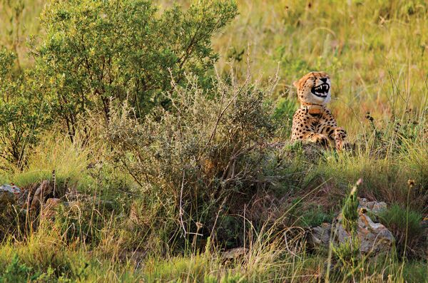 A comedic photo of a cheetah appearing to find something hilarious - Sputnik International