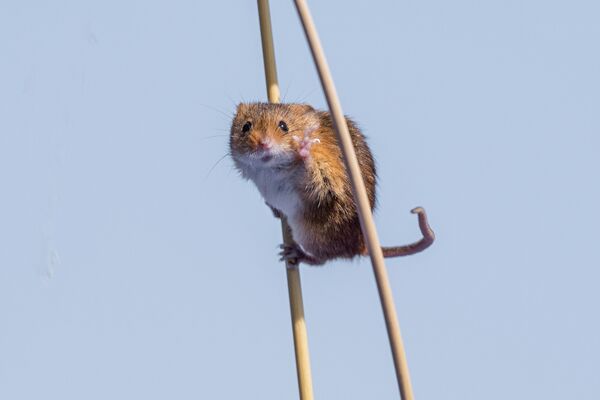 A harvest mouse appearing to be waving at the camera - Sputnik International