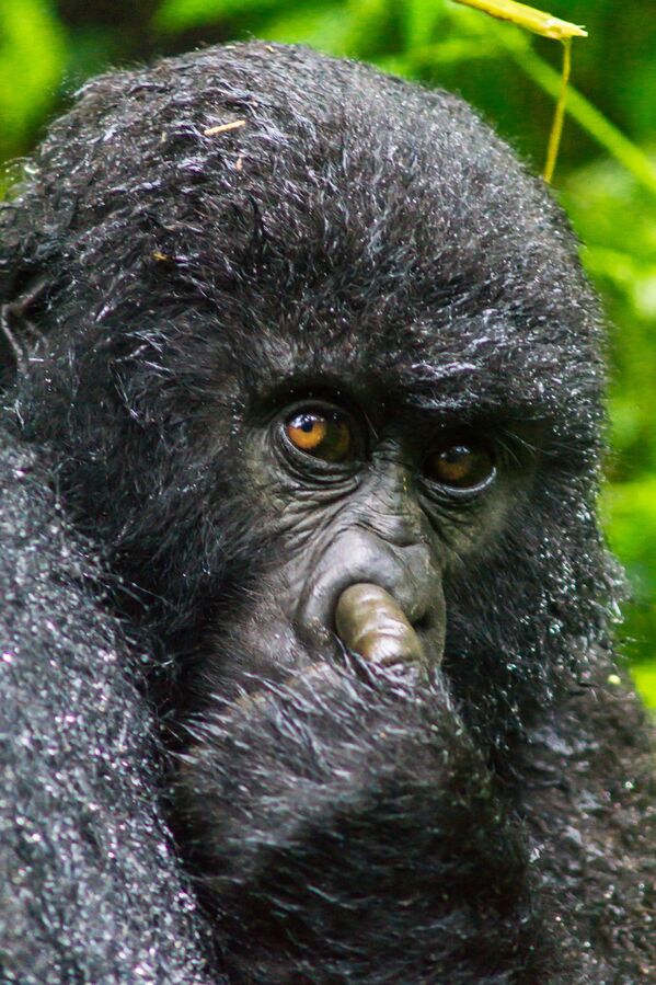 A mountain gorilla is caught on camera picking its nose - Sputnik International