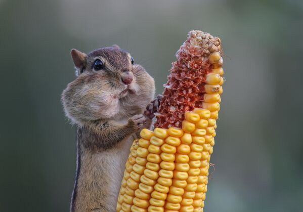 Eastern Chipmunk stuffing her cheeks with corn until they looked ready to pop at Wasaga Beach - Sputnik International