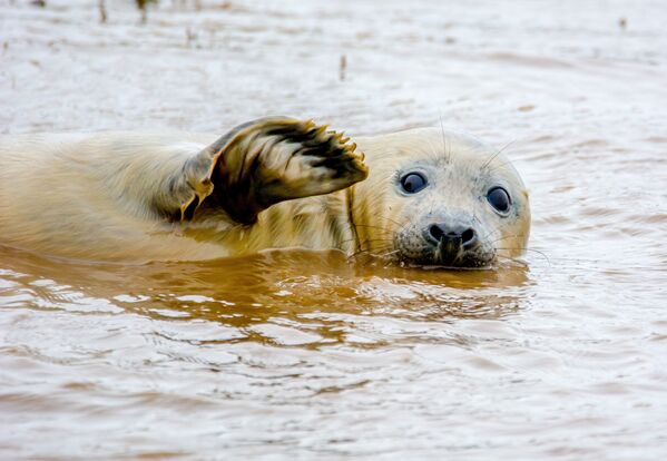 Whilst shooting the seal playing it decided to give me a wave for the camera - Sputnik International