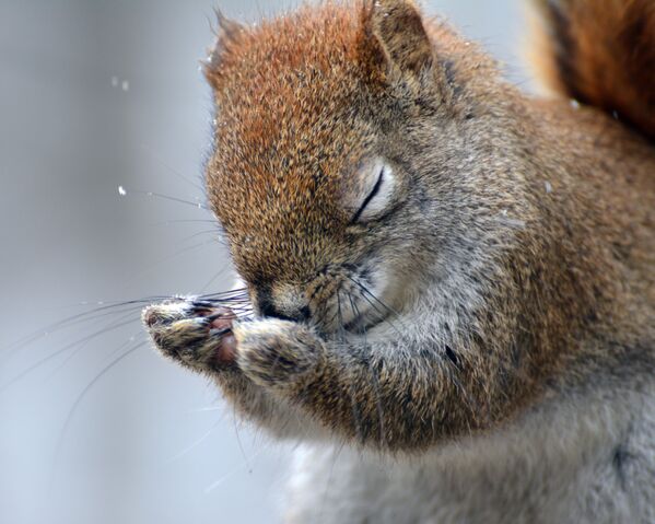 A red squirrel prays for the heavy snow to stop - Sputnik International