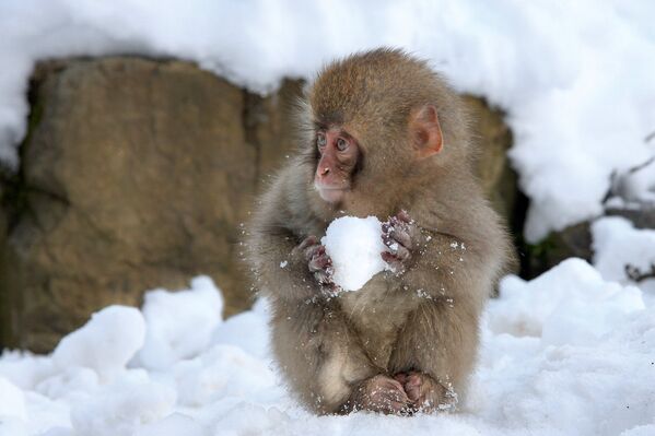 An adorable little monkey makes a snowball - Sputnik International