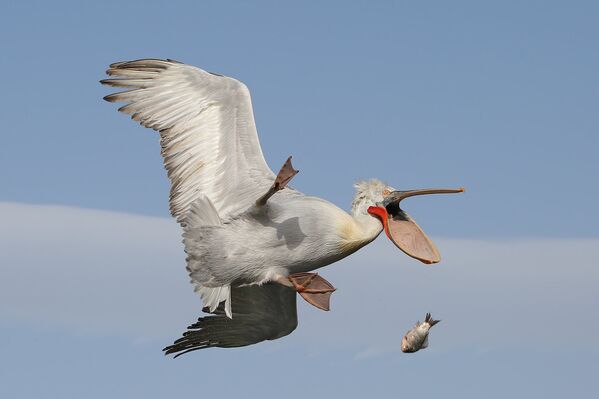 A pelican unfortunately drops itscatch of the day - Sputnik International