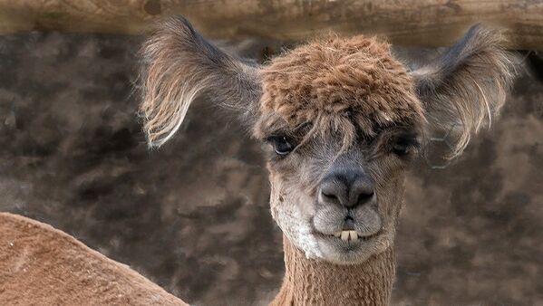 Alpaca with bad hair and goofy teeth - Sputnik International