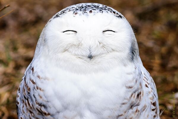 One very content snowy owl - Sputnik International