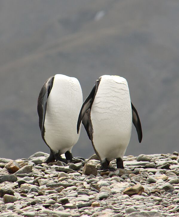 Two penguins appear to be walking headless - Sputnik International