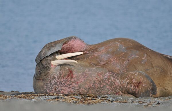 Walrus at haul out site - Sputnik International