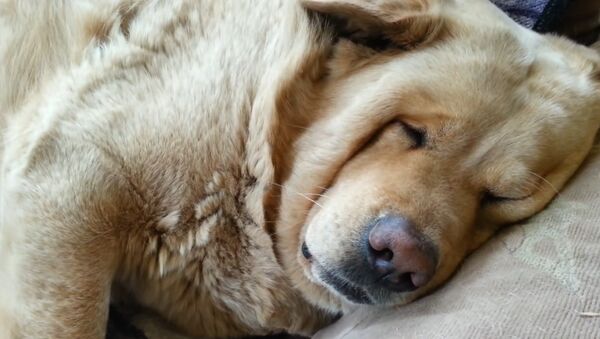 My dog snores....loudly! - Sputnik International