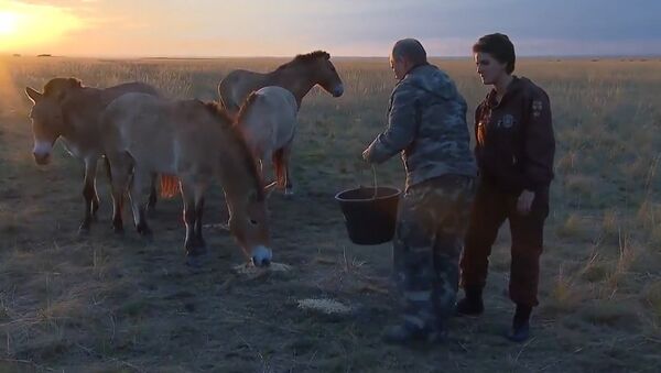 Putin Releases Przewalski's Horses Into the Wild - Sputnik International