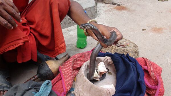 Snake charmer 'Sapera Baba' handling a cobra Snake charmer 'Sapera Baba' handling a cobra - Sputnik International