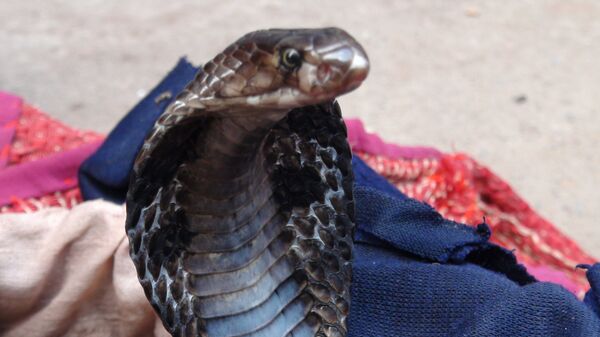 A cobra snake enticed to dance to the snake charmer's flute sounds A cobra snake enticed to dance to the snake charmer's flute sounds - Sputnik International