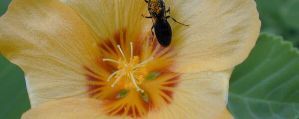 Bees From Hawaii on US Endangered Wildlife List Bees From Hawaii on US Endangered Wildlife List - Sputnik International