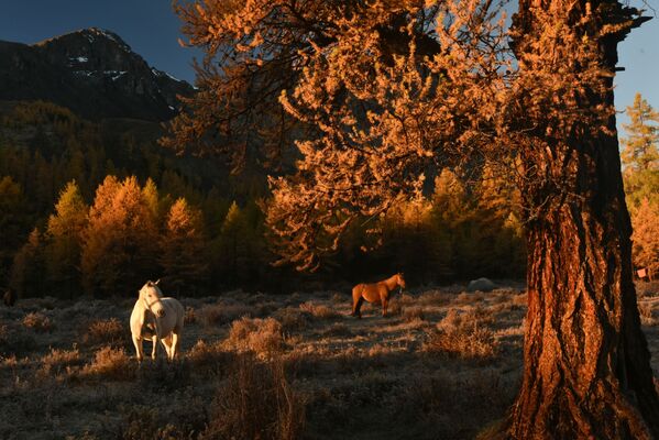 Horses graze in the valley of the Karakabak River, the Severo-Chuisky (North-Chuya) Range of the Altai Republic. - Sputnik International