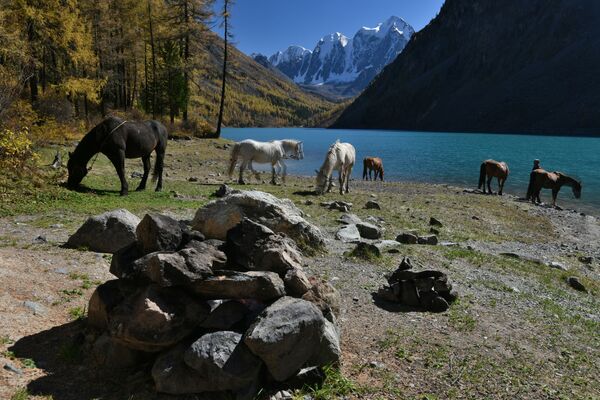 Horses graze on the bank of the Nizhnee (Lower) Shavlinskoye Lake in Kosh-Agachsky District of the Altai Republic. - Sputnik International