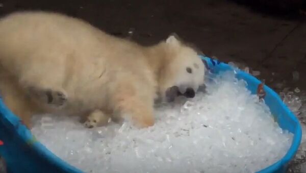 Adorable Polar Bear Cub Playing In Ice - Sputnik International