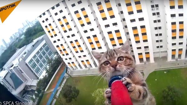 Fluffy Climber: Curious Kitten Rescued From 12 Storeys High Ledge - Sputnik International